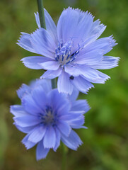Blossom chicory (Cichorium intybus)