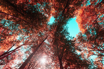 Forest, tree branches, creative toning