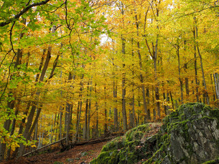 autumn in the forest