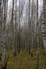 birch grove in the middle of autumn