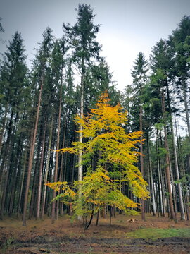 Young and yellow beech tree growing in the midle of the mono culture of spruces in an European forest