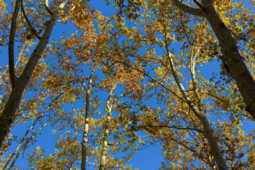 Yellow autumn leaves on a tall tree branches on a solid blue sunny sky