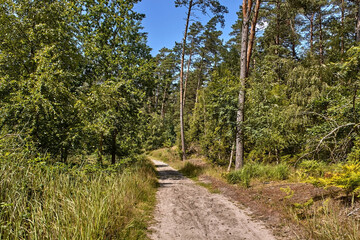 Fototapeta na wymiar Dirt road through the forest in summer.