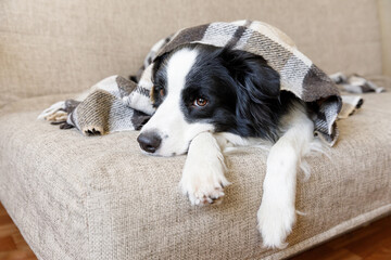 Funny puppy dog border collie lying on couch under plaid indoors. Little pet dog at home keeping...