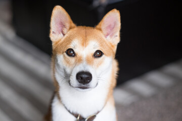 close up portrait of a shiba inu dog