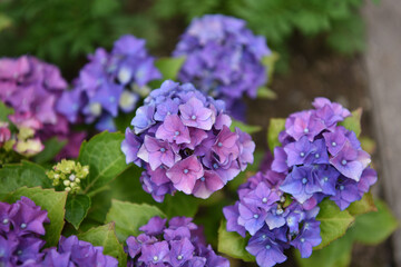 ortensia fiore fiori colori primavera 