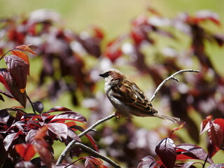 Aves