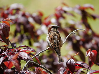 Aves