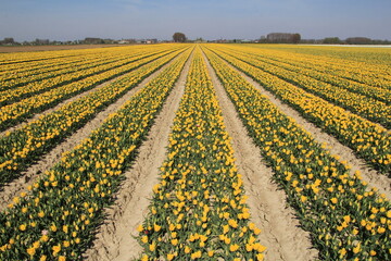 a bulb field with long symmetric rows of yellow tulips in zeeland, the netherlands in springtime