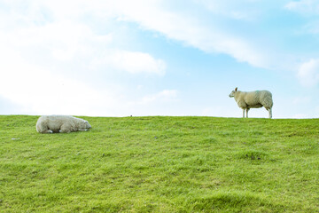 Sheep graze on a green meadow on a summer sunny day