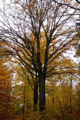 Dunkler schwarzer blattloser Baum. Gelber herbstlicher deutscher Laubwald.