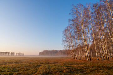 Fototapeta na wymiar sunrise in the forest, morning birch forest in autumn with fog