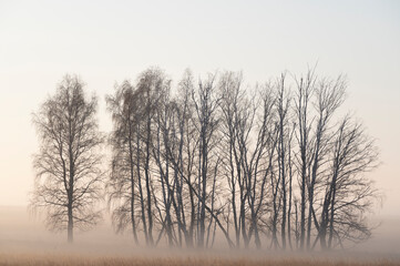 sunrise in the forest, morning birch forest in autumn with fog