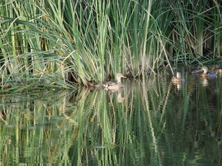 Aves