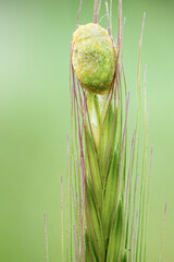 close up of a semi transparet caterpillar cocoon on a wheat.