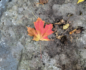 red maple leaf on the ground