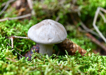 Nebelgrauer Trichterling?