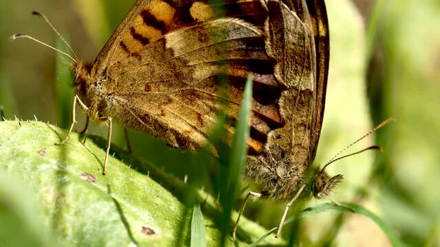 Accouplement papillon.