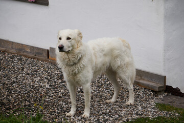 portrait of a white dog