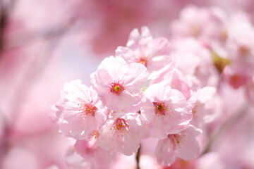 ヨウコウザクラ