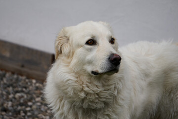 portrait of a white dog