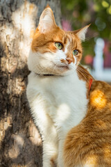 Portrait cut funny white-and-red cat close up. Beautiful evening sunny light