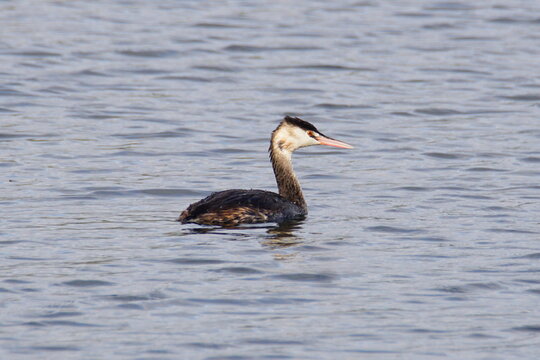 Great crested grebe on the water