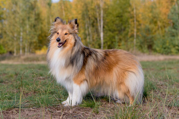 Naklejka na ściany i meble Smiling and fluffy sable white golden shetland sheepdog, sheltie standing in show stand with yellow background. Sable little collie, fur lassie dog pet outdoors autumn time. Perfect companion for kids