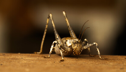 Thyreonotus bidens