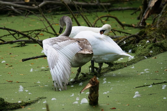 Young swan checking its wing