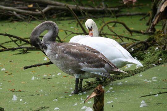Mute swan and her young