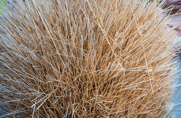 Pile of wooden food sticks