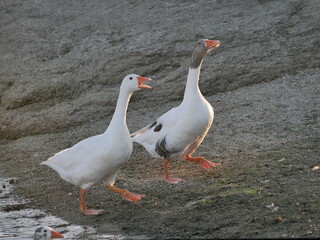 Aves