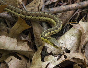 Garter Snake