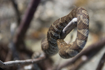 Northern Water Snake