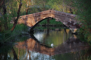 Fototapeta na wymiar A white duck under a stone bridge at Van city.