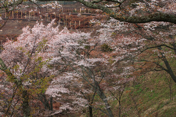 Obraz na płótnie Canvas 上千本の桜