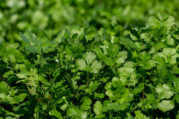 Agriculture in Cartago Mountains, cropp potatoes, coriander, beet and carrots. Food does not grow in supermarkets. 
