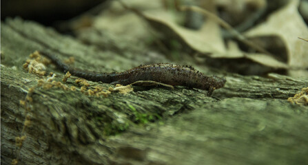 Salamander