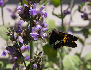 Silver-spotted Skipper Butterfly
