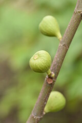 Fig fruits / Moraceae deciduous tree