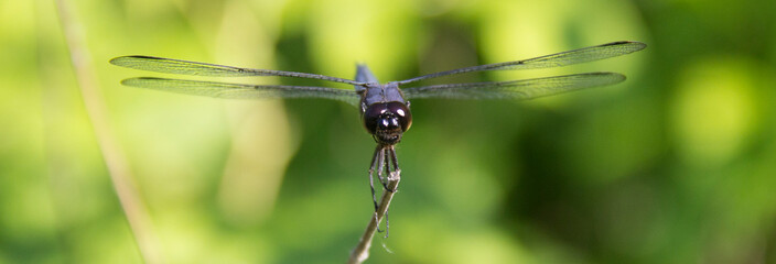 Slaty Skimmer Dragonfly
