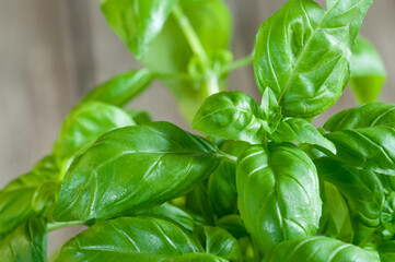 Fresh basil leaves close-up. Selective focus. Copy space