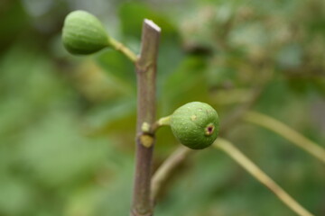 Fig fruits / Moraceae deciduous tree