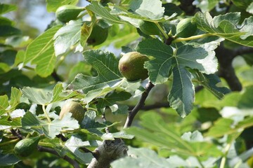 Fig fruits / Moraceae deciduous tree