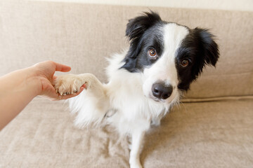 Funny portrait of cute puppy dog border collie on couch giving paw. Dog paw and human hand doing...