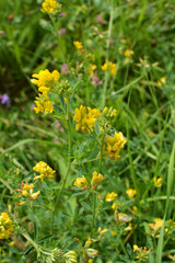 Blossoms of alfalfa sickle (Medicago falcata)