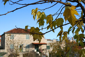 Colorful autumn leaves on a tree. Traditional Mediterranean architecture in the background. Picturesque scene from Solta island, Croatia. Selective focus.