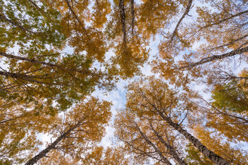 crowns of autumn trees against the sky, autumn trees in the Park