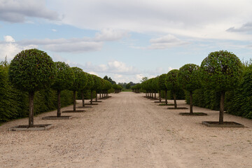 Fototapeta na wymiar French garden road with round formed trees